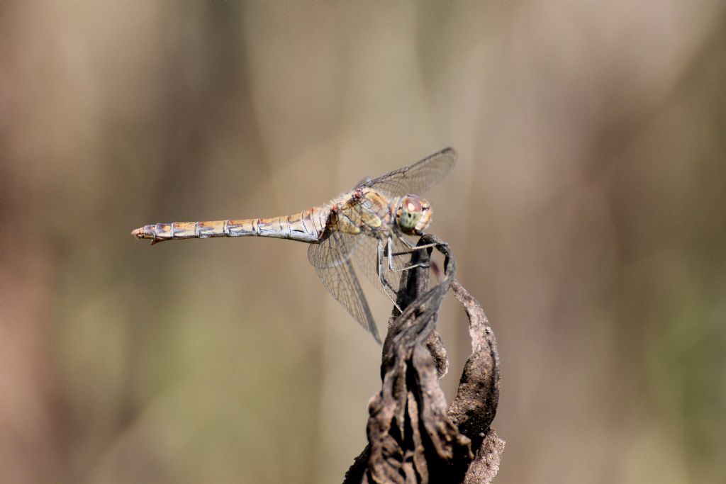 Sympetrum striolatum femmina